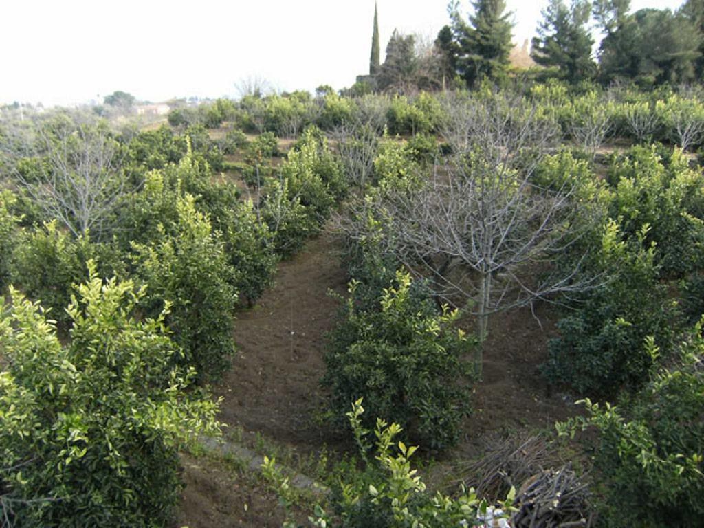 Baglio Delle Rose Bed & Breakfast Джаре Екстериор снимка